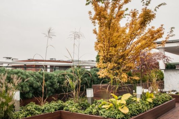 Deska Tarasowa Cumaru